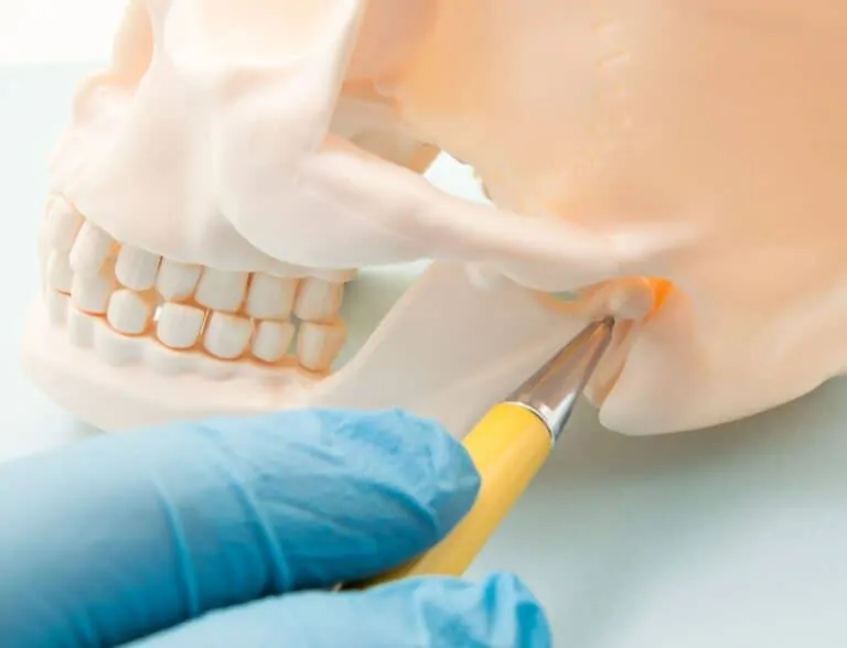 Dentist pointing TMJ on a Skull